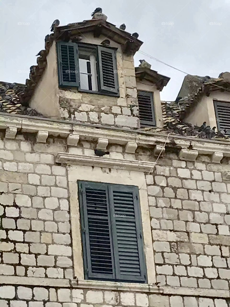 Dubrovnik is for the birds 