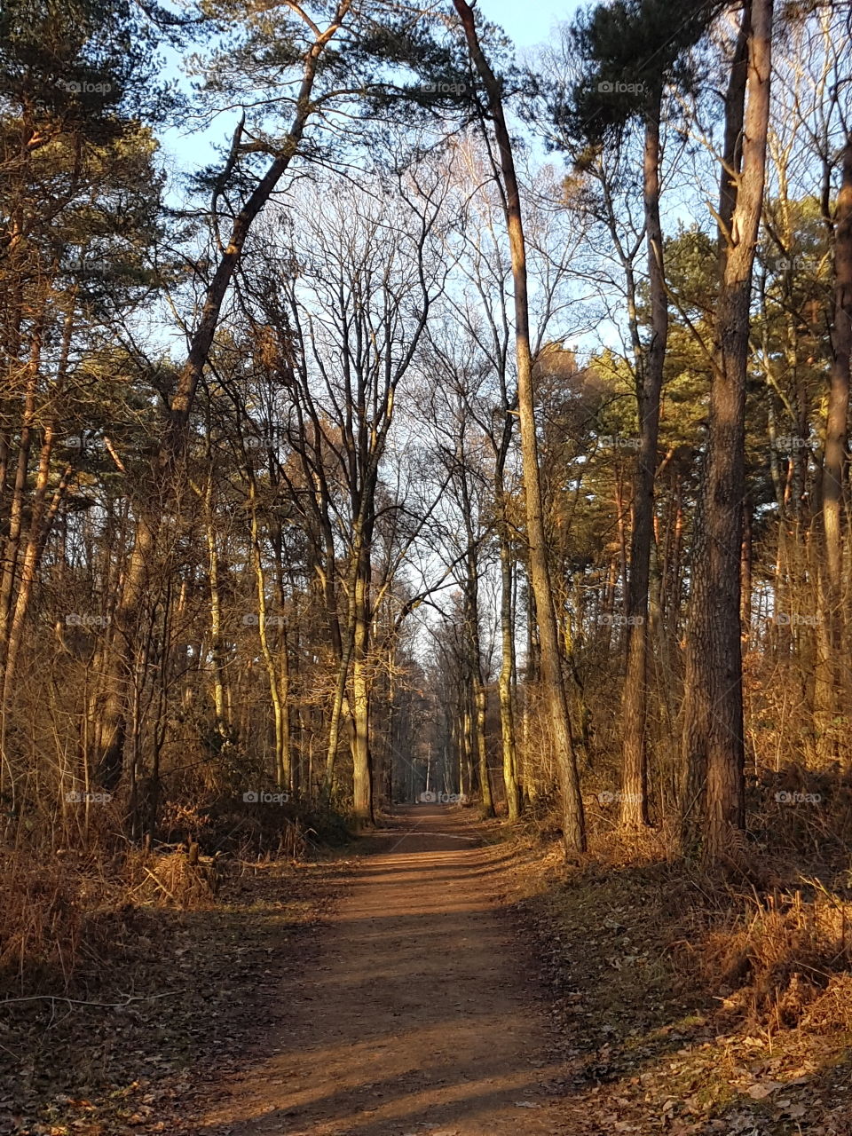 Forest way
