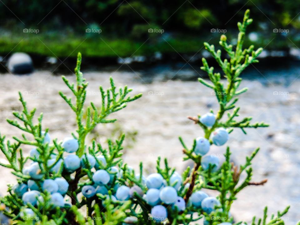 Juniper on river's edge