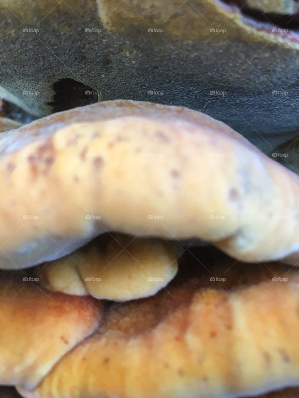 Close up of a mushroom/ fungus 