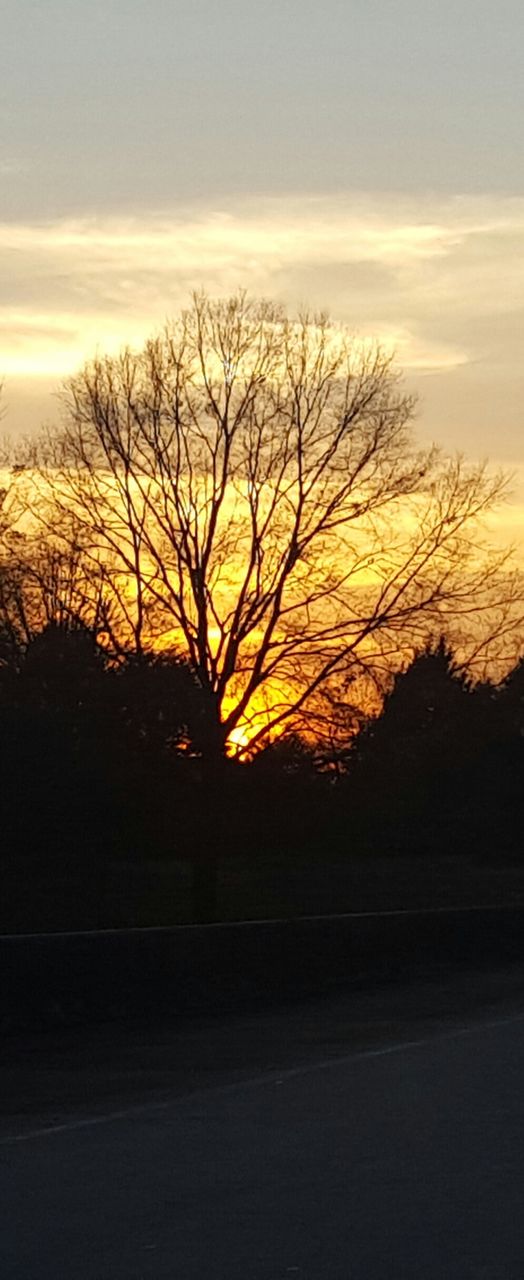 Tree, Landscape, Dawn, Backlit, Fall