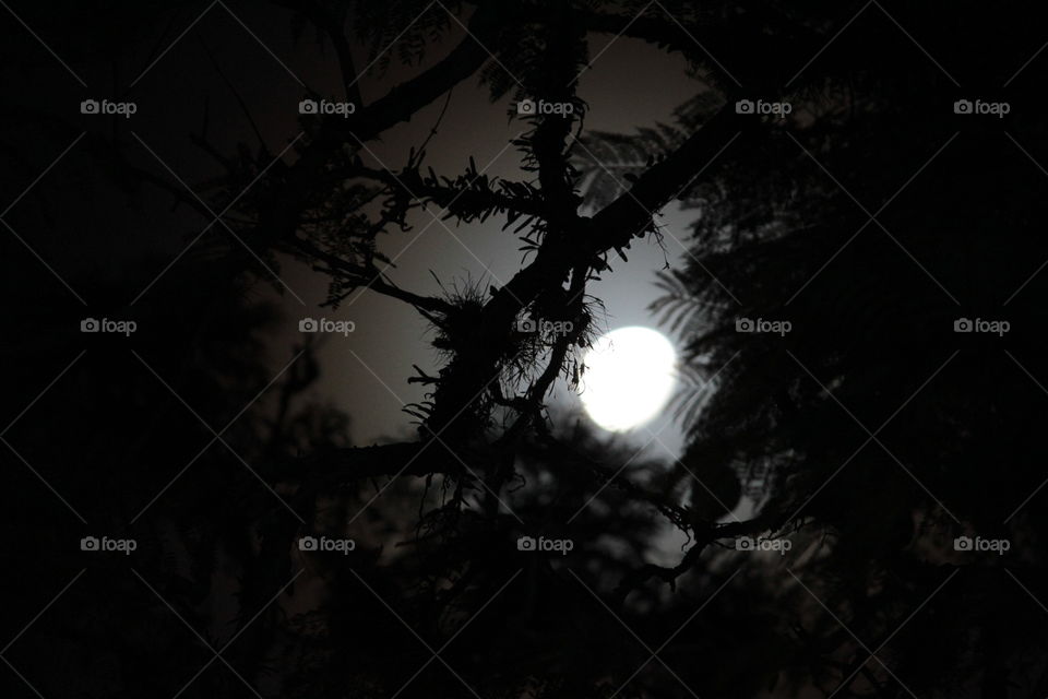 The light of the moon between branches and leaves.