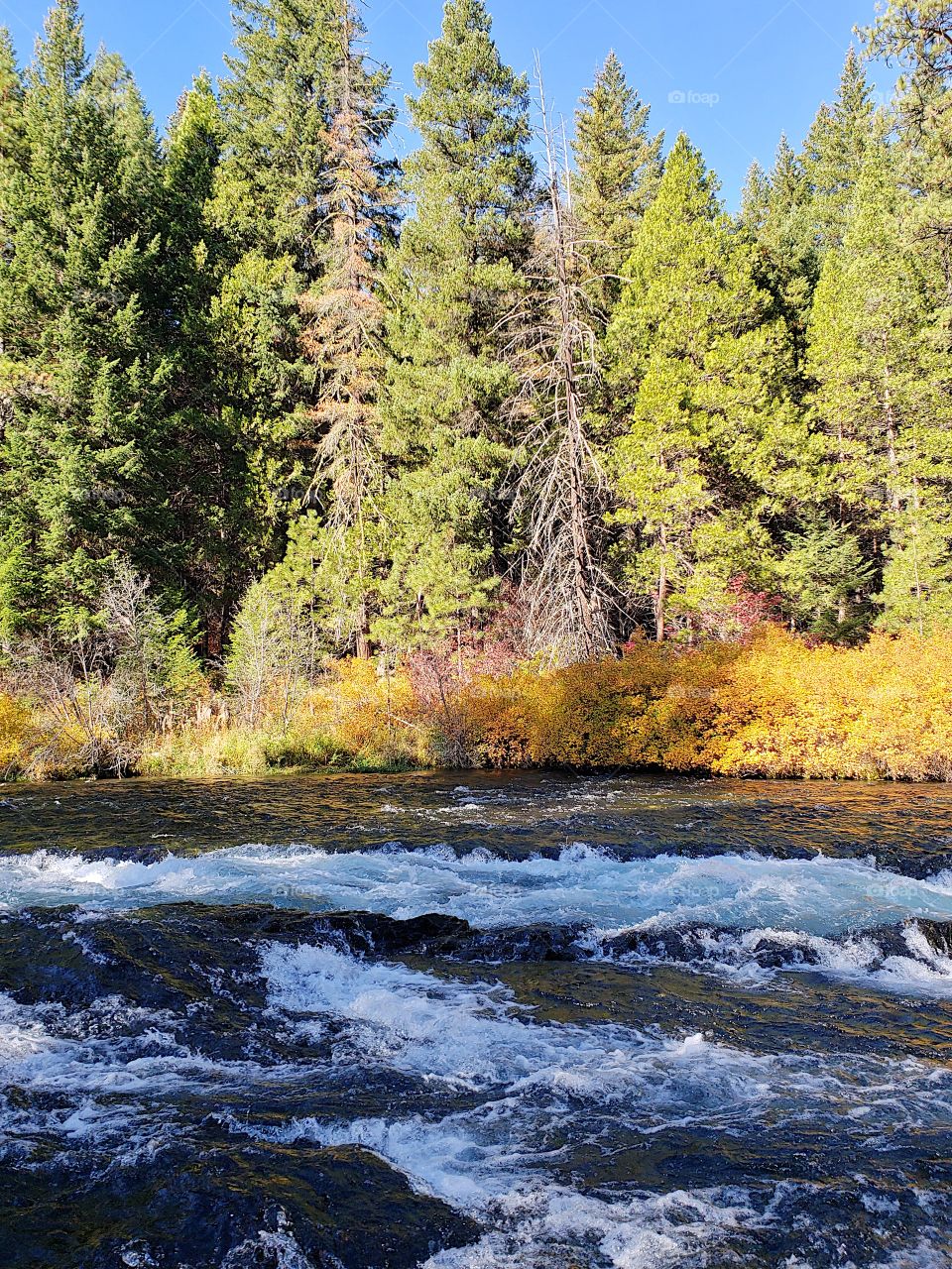 Stunning fall colors on the riverbanks of the turquoise waters of the Metolius River at Wizard Falls in Central Oregon on a sunny autumn morning. 