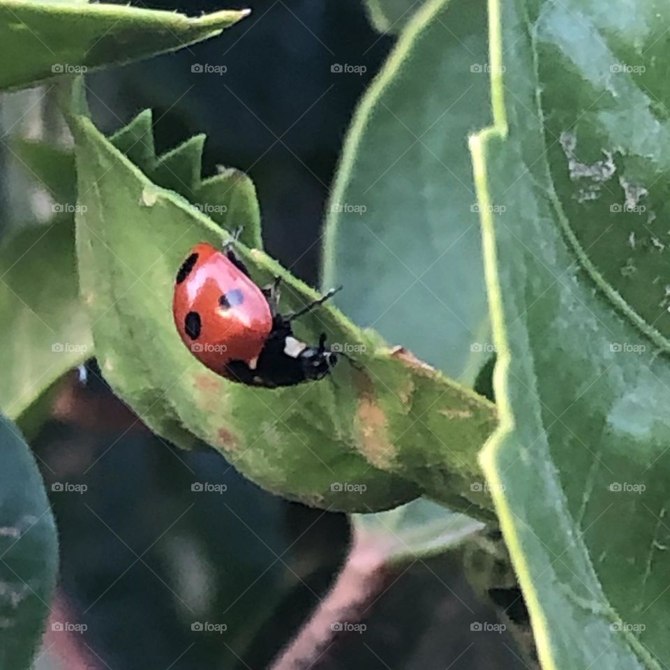 Beautiful ladybug on a leaves