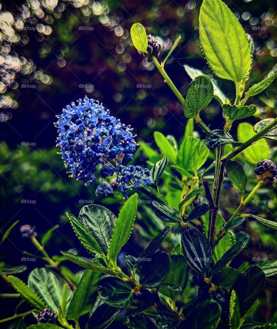 Blue flower at Western Oregon University