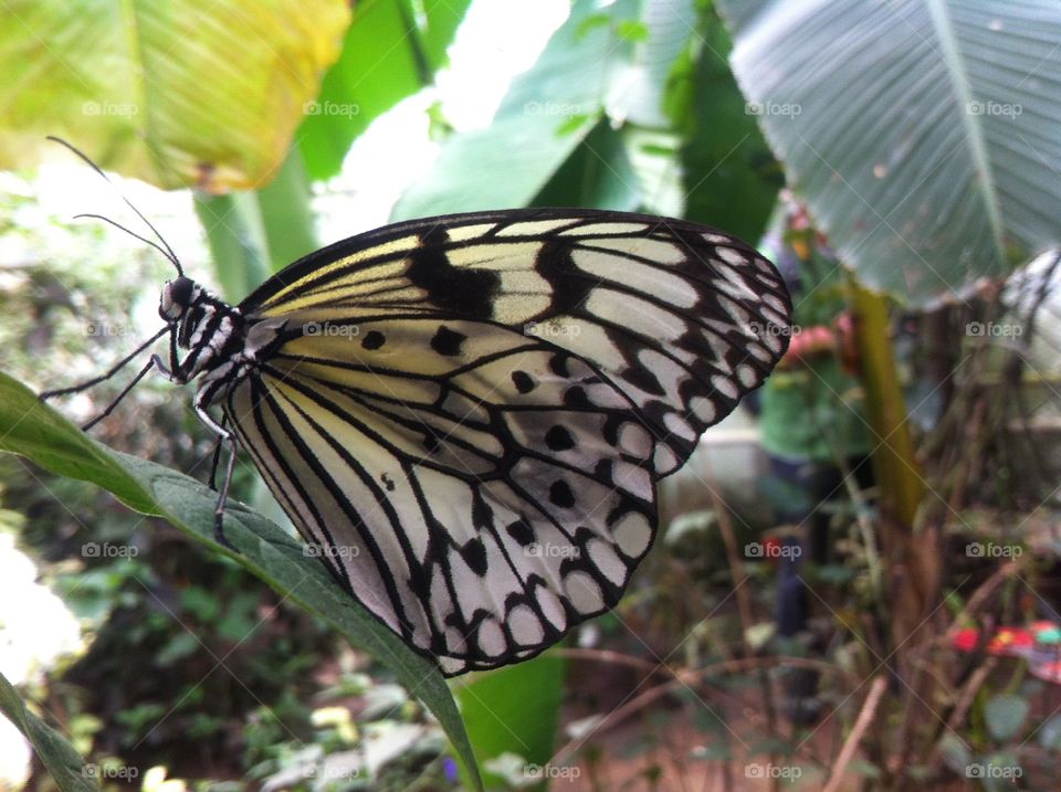 Paper kite. Black and white butterfly