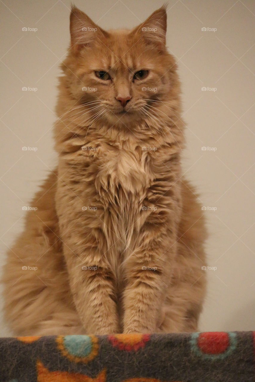 Angle looking very regal.