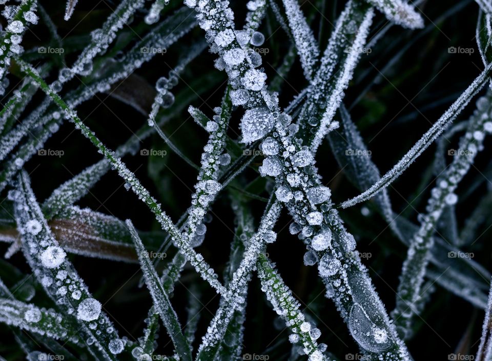 Partially frozen water droplets on blades of grass