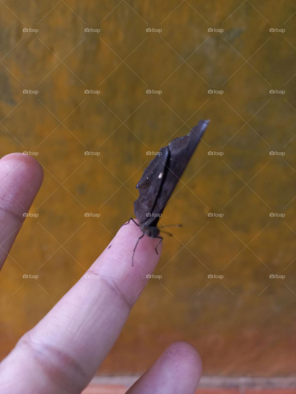 Beautiful butterfly perched on the fingers