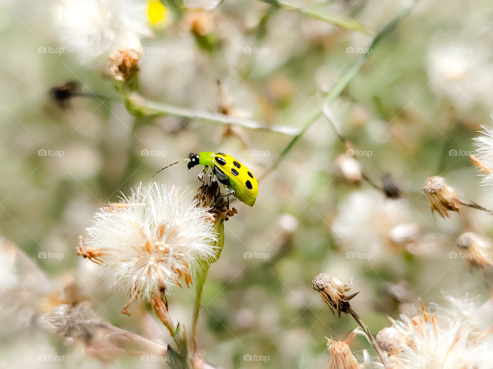 Yellow beetle on wildflowers that have gone to seed