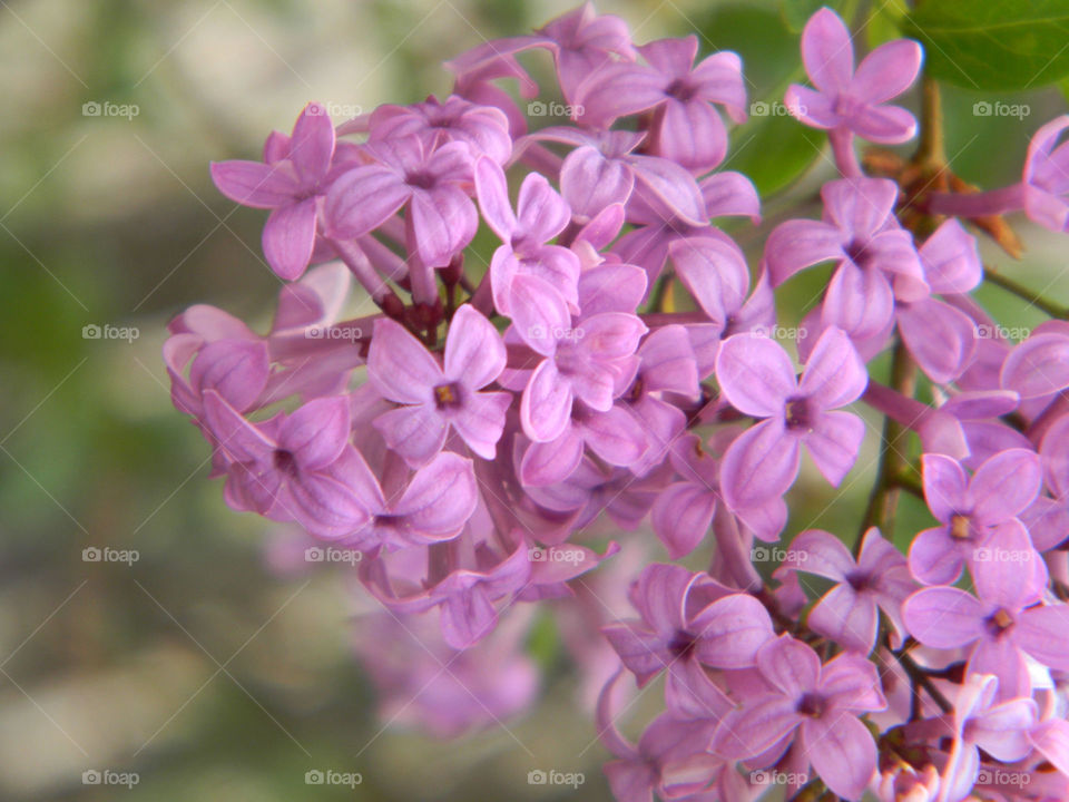 Purple lilac blooms