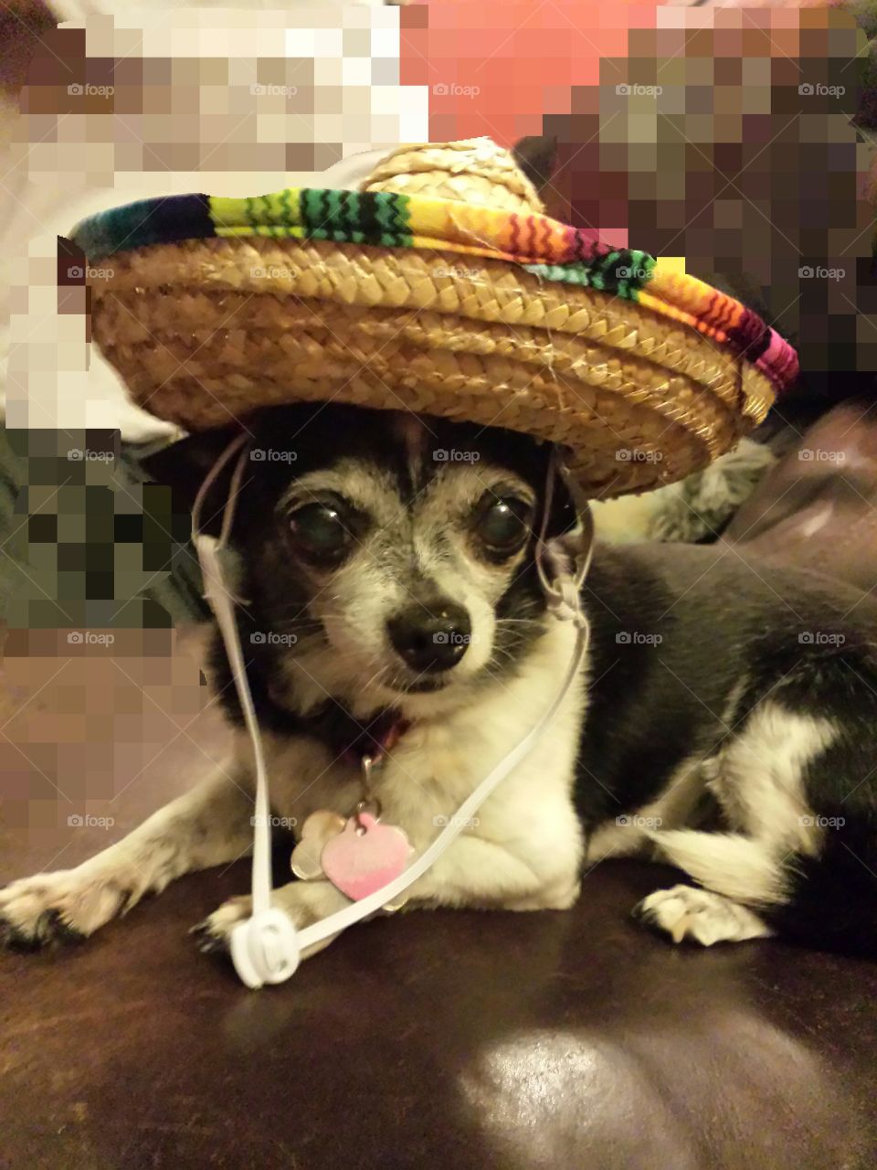 Mexican hat. Chihuahua wearing a Mexican hat