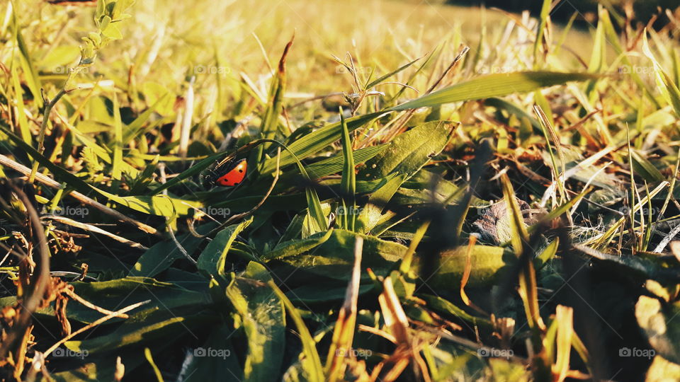 upside-down ladybug in grass