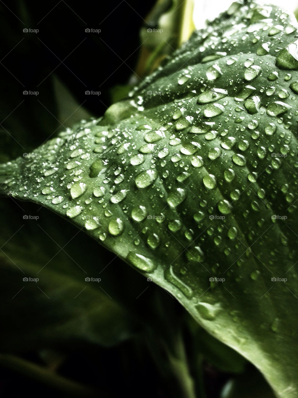 arkhangelsk green water leaf by aisti