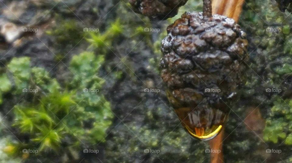 Nature, Food, Desktop, No Person, Outdoors