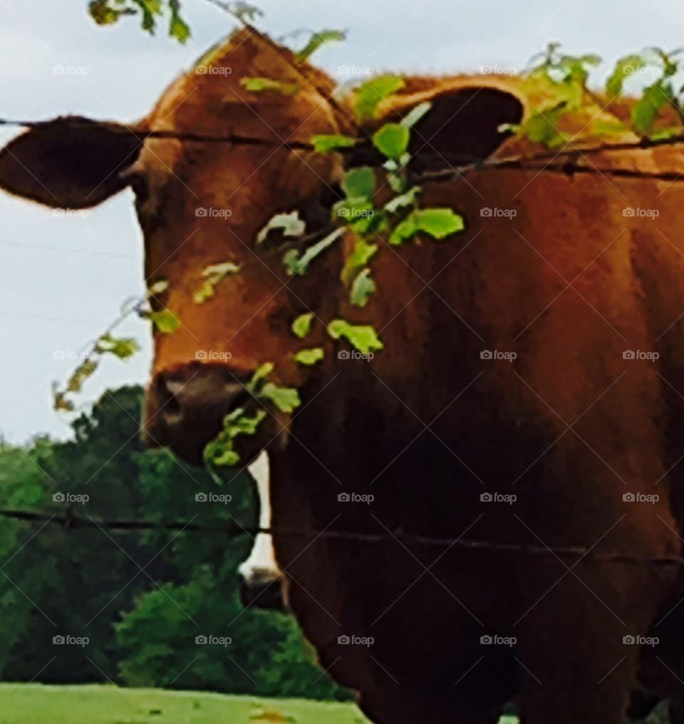 Big brown closeup of cow looking.