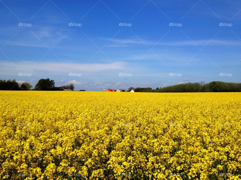 landscape sky sweden yellow by annajensen