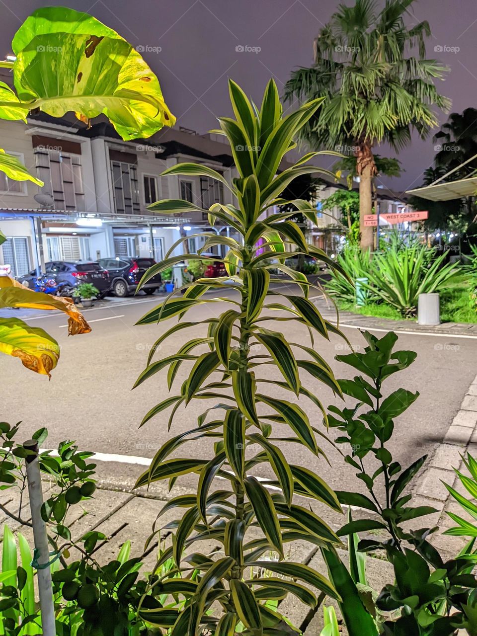 plants and night view