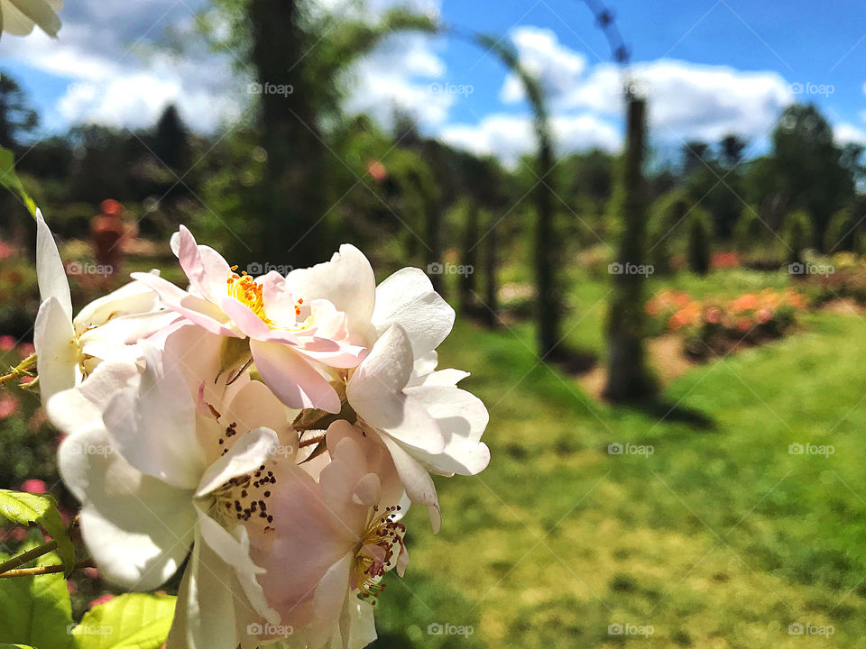 Pink and white roses at the Elisabeth Park Rose Conservancy 