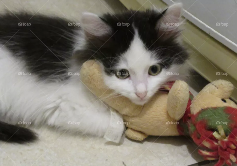 toy for the kitten, the cat defeated the bear