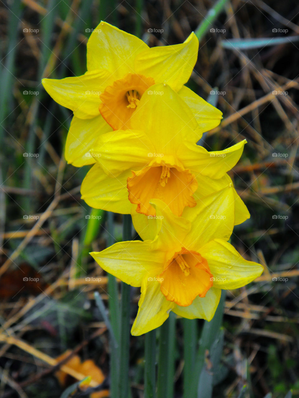 Three daffodils in a row