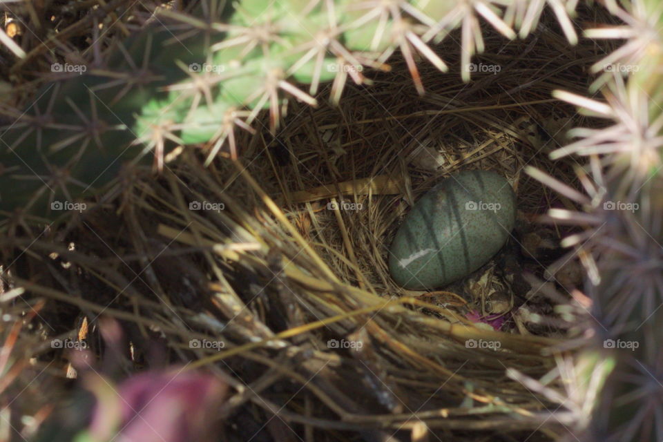 egg wild bird nest cactus green 1.3 inches long