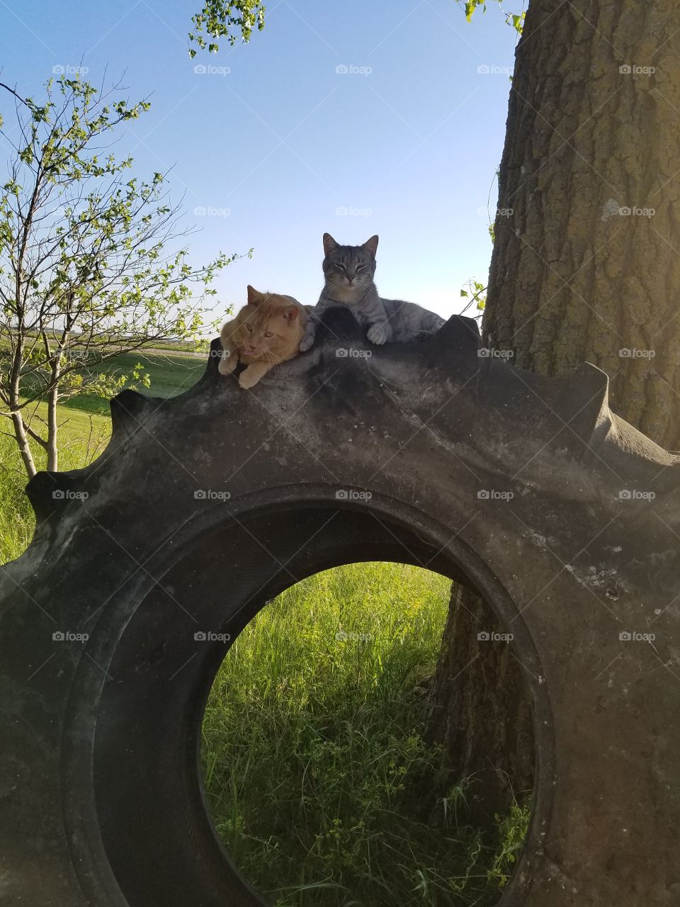 bringing purpose to our lives