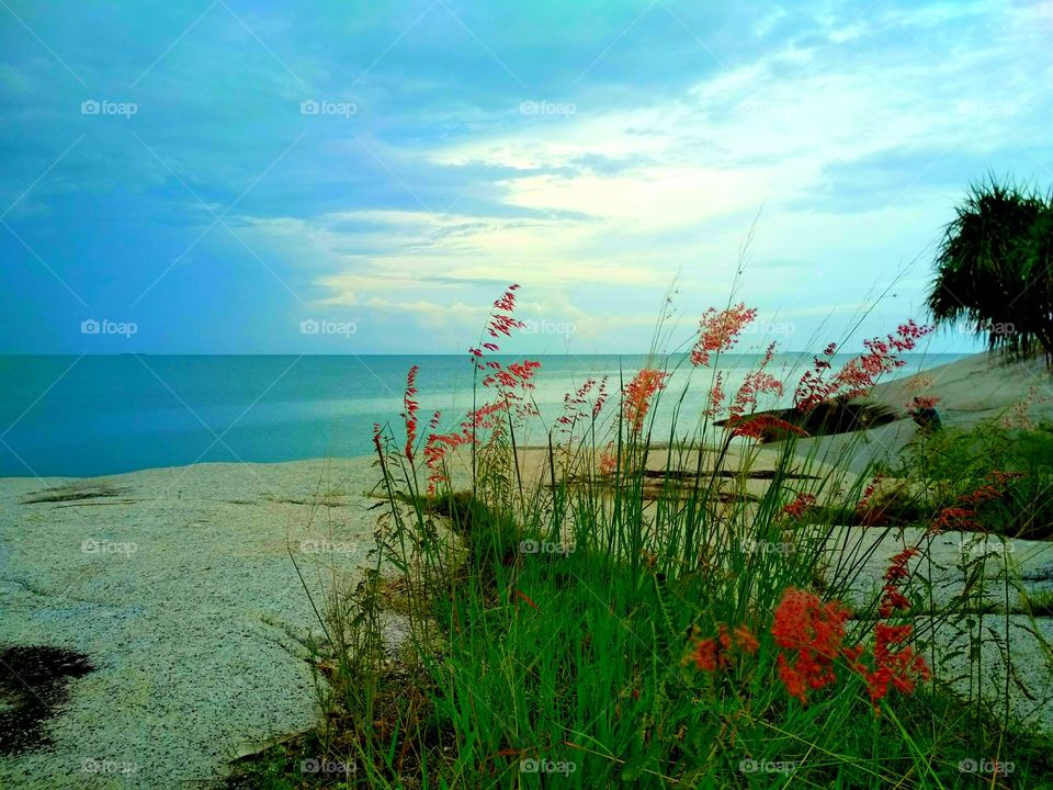 Grass on the seaside