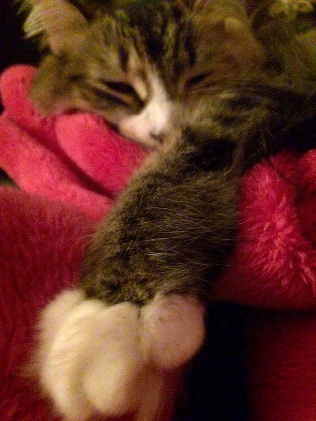 Close up kitty 