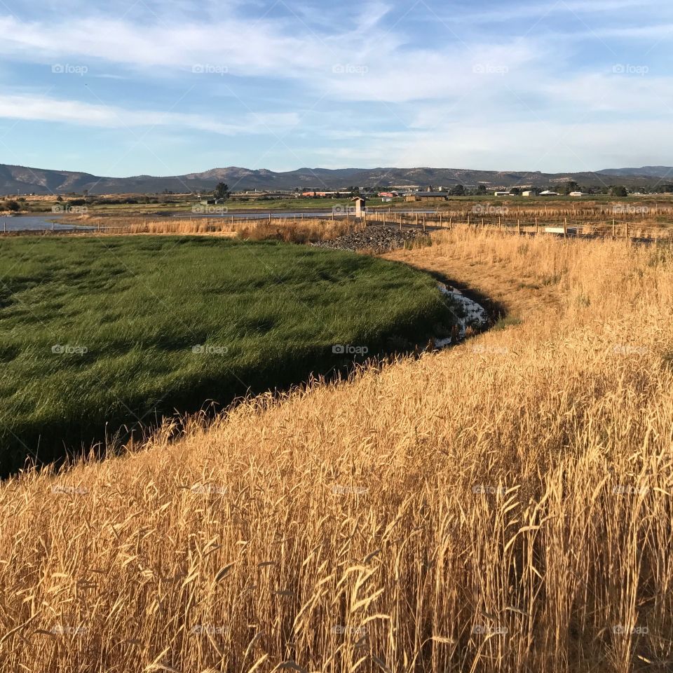 Golden evening light falls upon the Crooked River Wetlands outside of Prineville in in Central Oregon on a pleasant fall day.