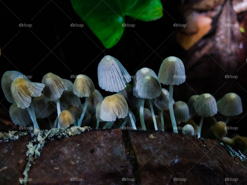 fungus on a dead tree