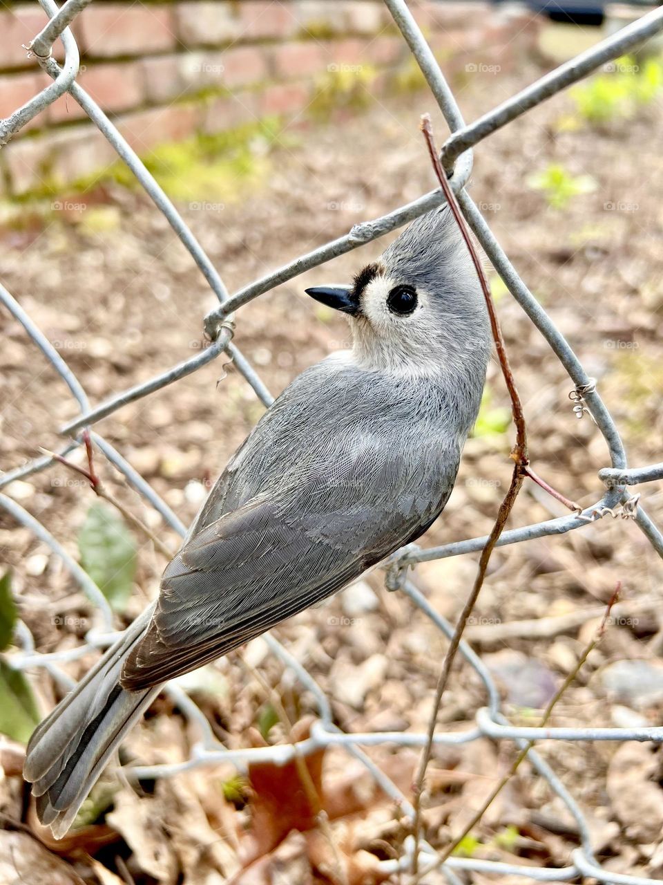 Closeup of wild Tufted Titmouse perching on a chain link fence. The bird is looking back in profile at the camera 