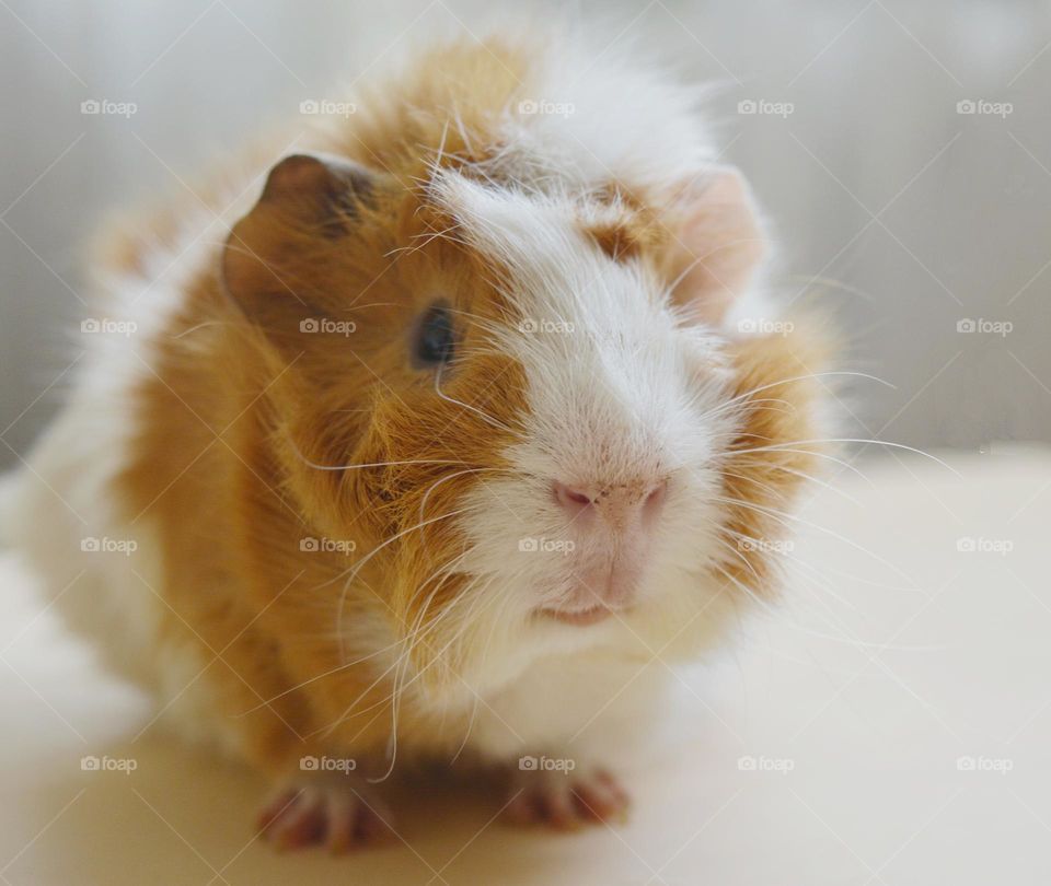 Guinea pig beautiful portrait close up love pet