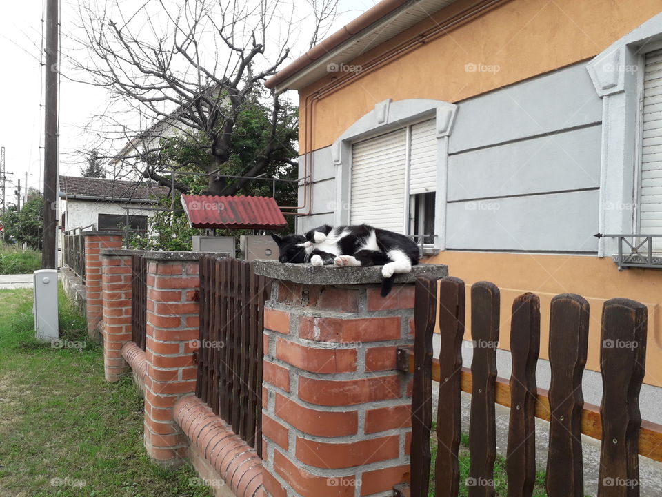 lazy cat in the street