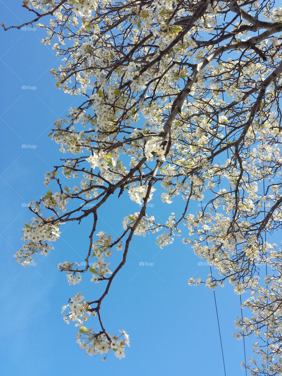 Low angle view of cherry blossom tree against blue sky