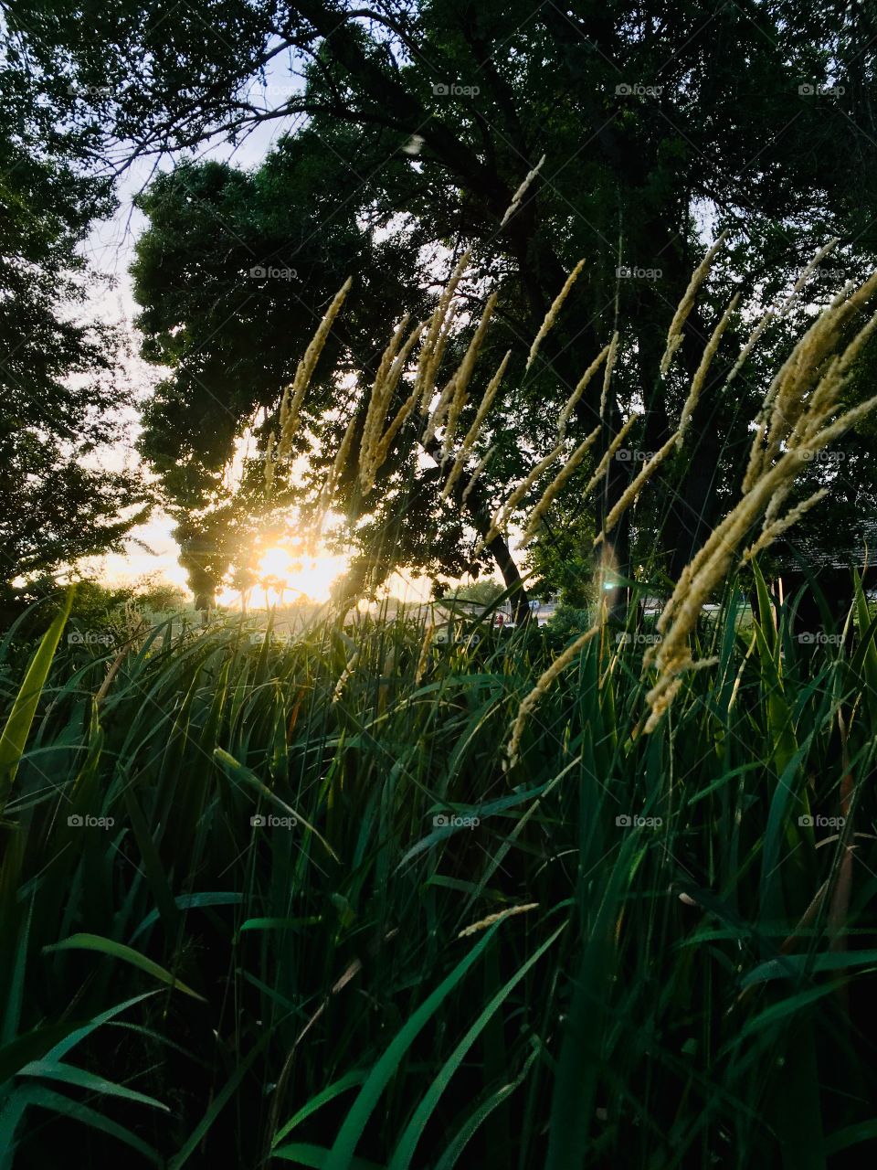 Sunset over an open field. 