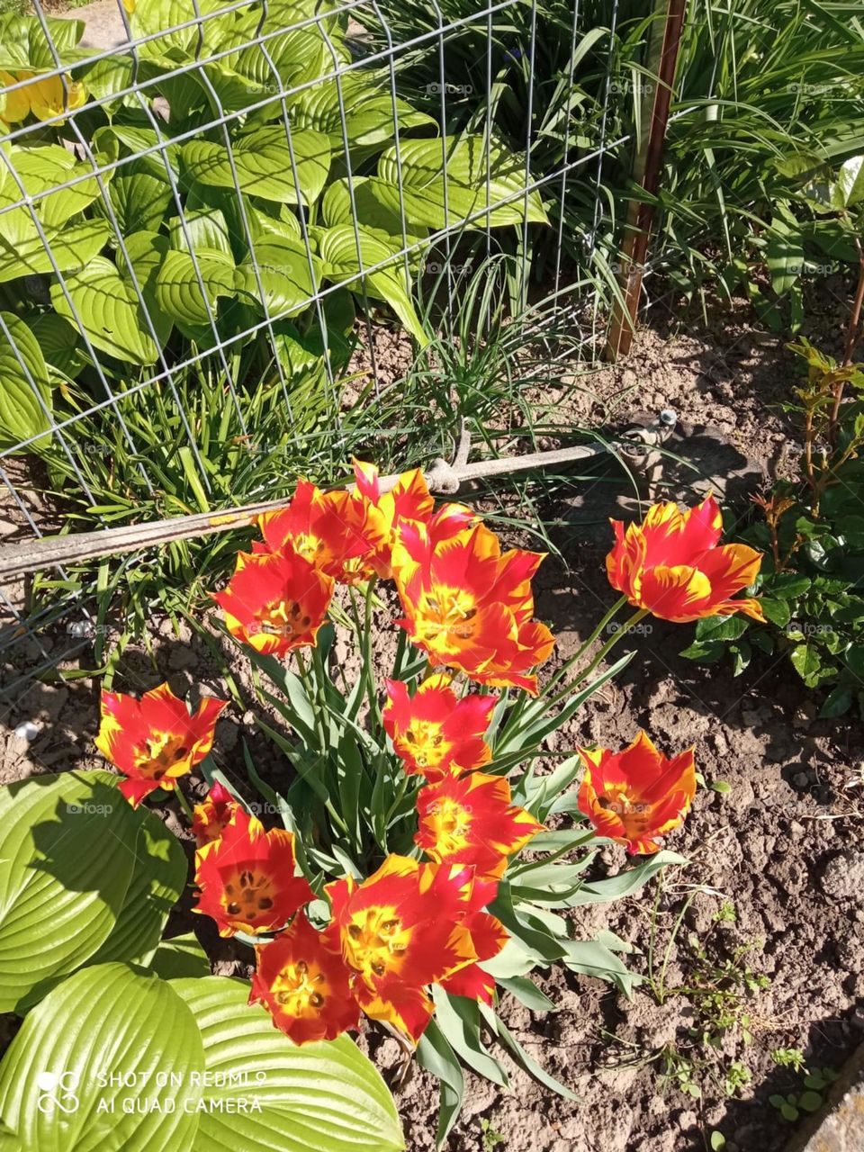 Tulips