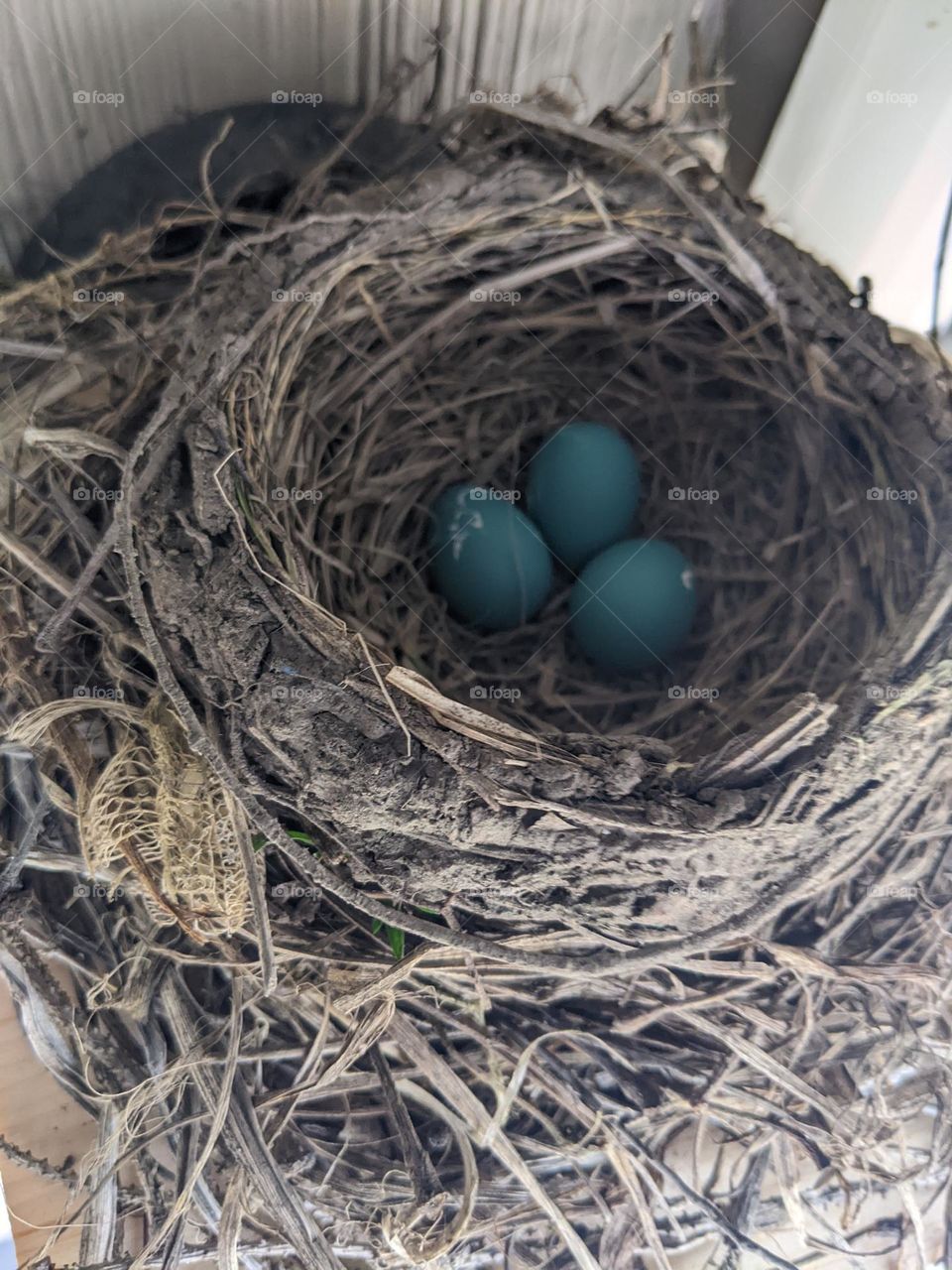 Robins nest