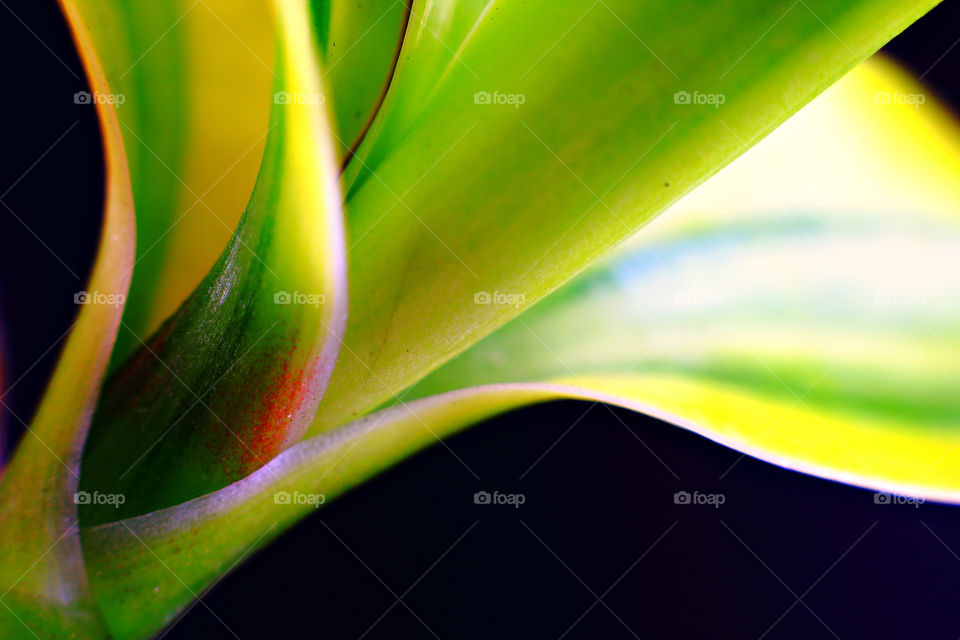 Leaves against black background