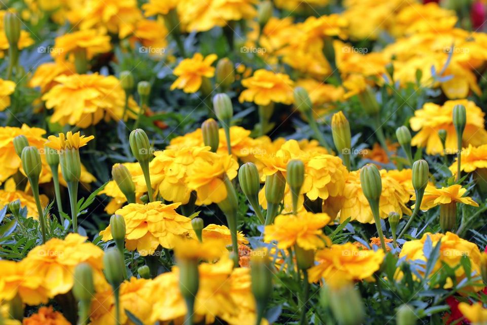 Yellow flowers