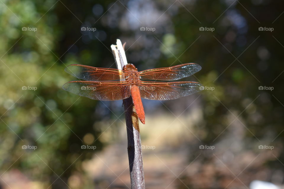 Dragonflies warm the soul