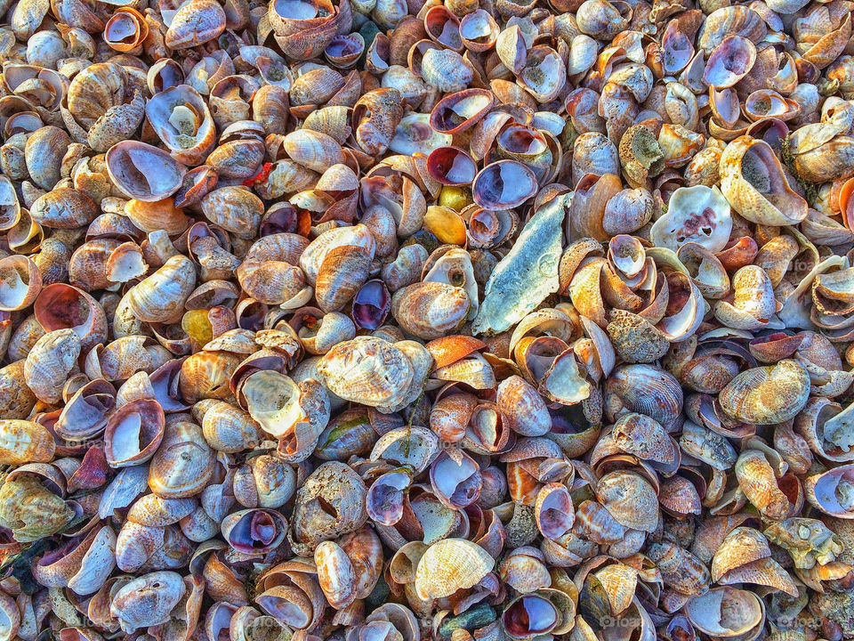 Full frame of seashell