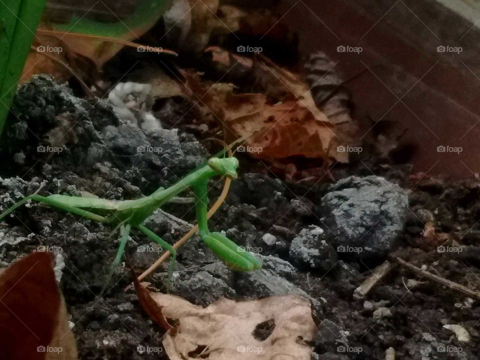 the praying mantis we have had living in my porch flower box all summer