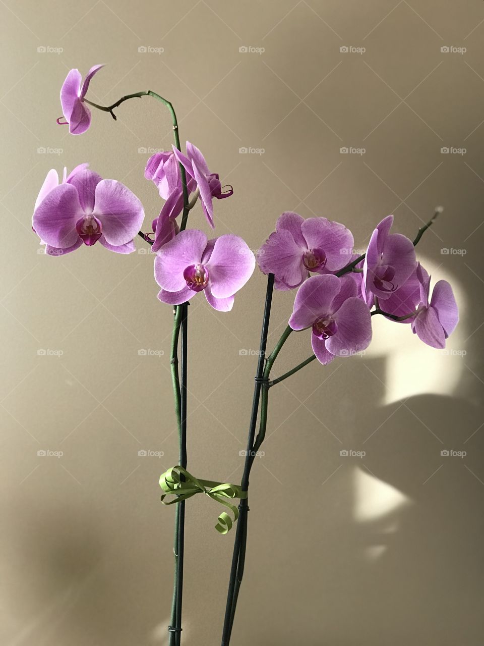 Orchid 