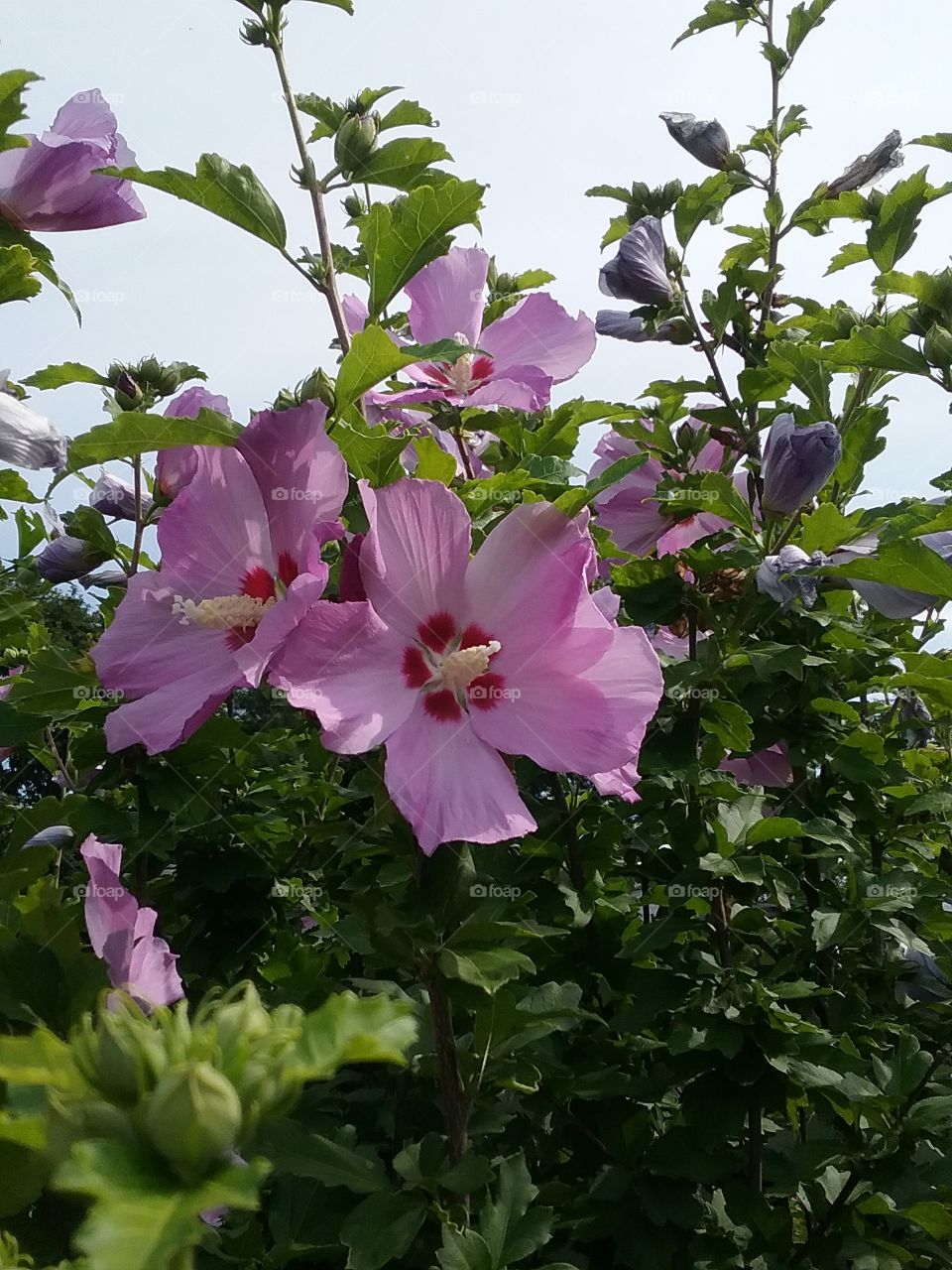 pink flower in sunlight