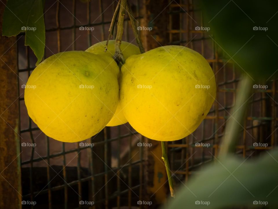 Organic Lemon plant