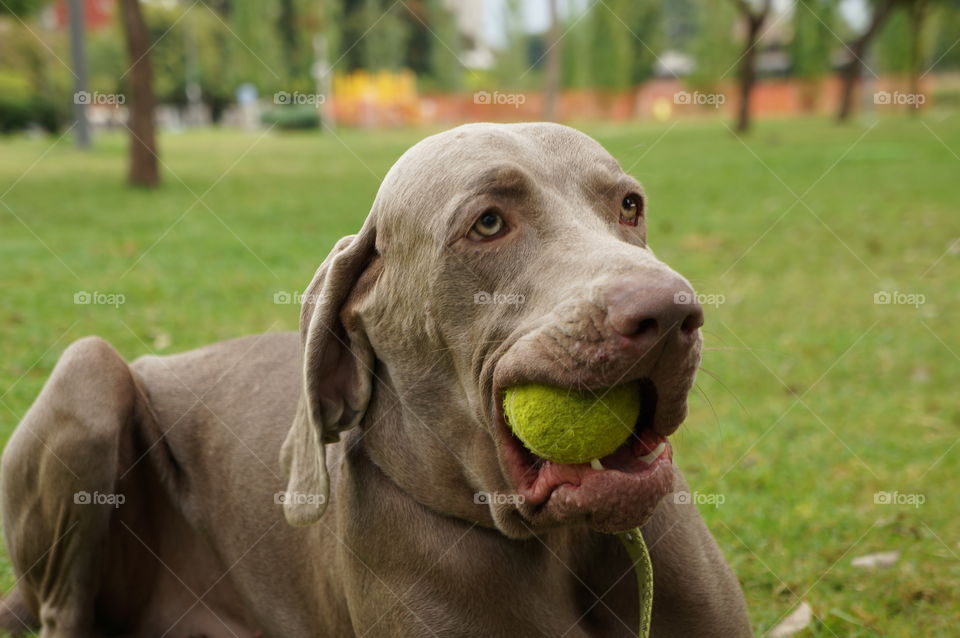 Close-up of dog carrying green ball in mouth
