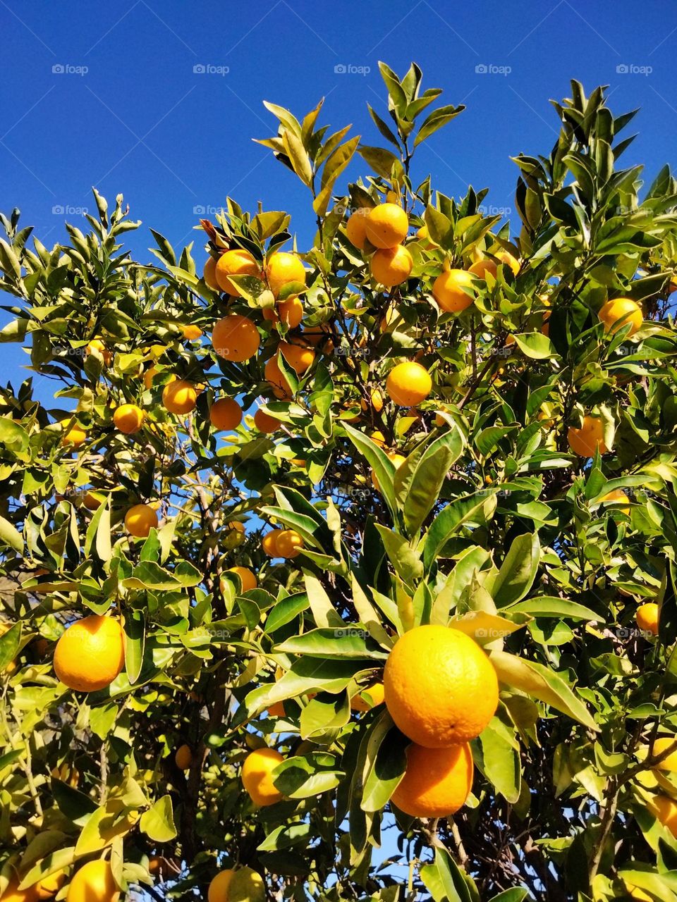 Orange Tree