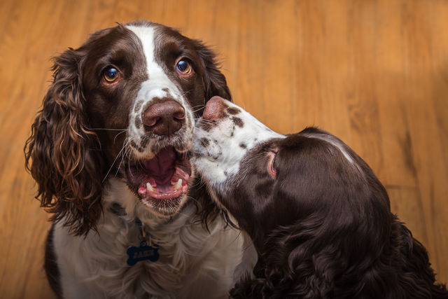 Domestic dogs in room