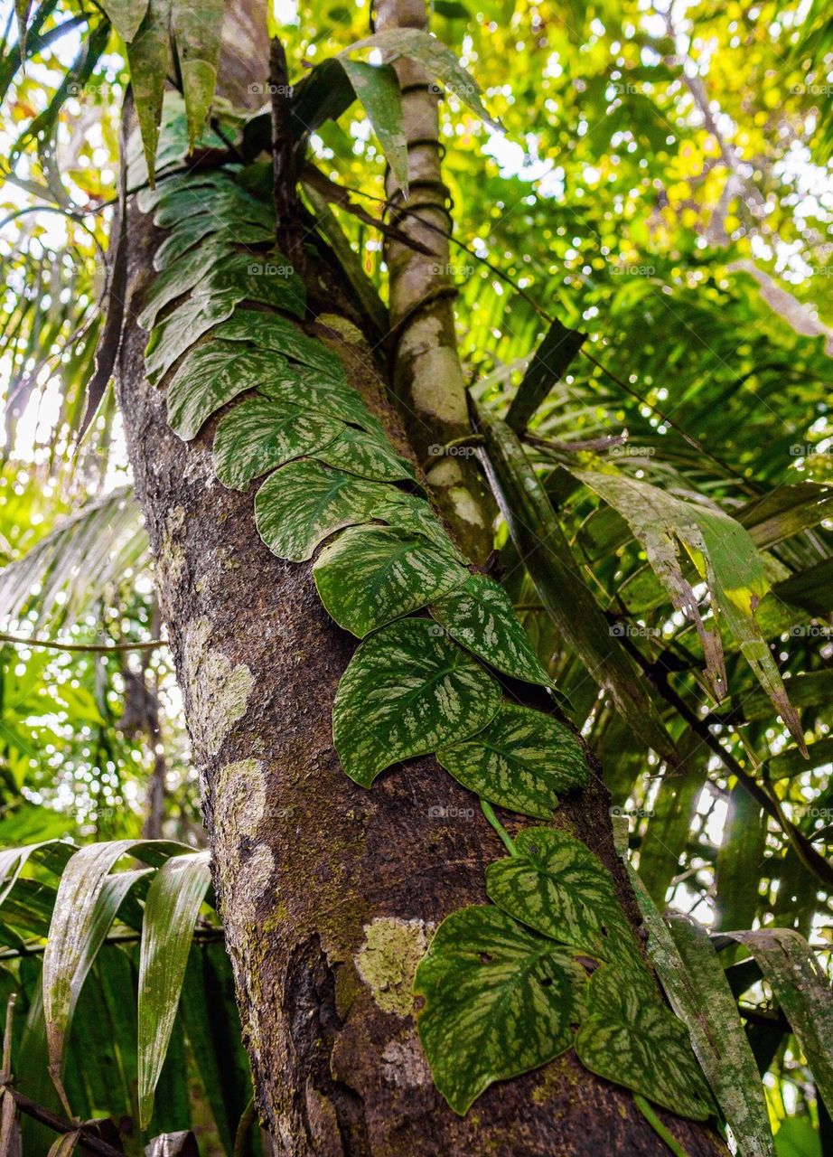 Close-up of tree trunk